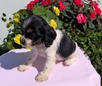 Small Photo #44 Cocker Spaniel Puppy For Sale in GOSHEN, IN, USA