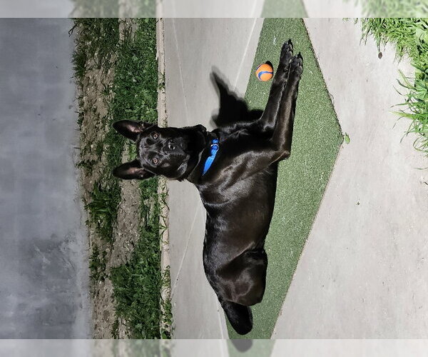 Medium Photo #1 German Shepherd Dog-Unknown Mix Puppy For Sale in San Diego, CA, USA