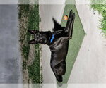 Teddy - Male German Shepherd Dog-Unknown Mix Dog for Adoption - Small photo