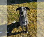 Small Catahoula Leopard Dog Mix