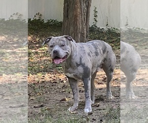 Father of the American Bully puppies born on 07/11/2025