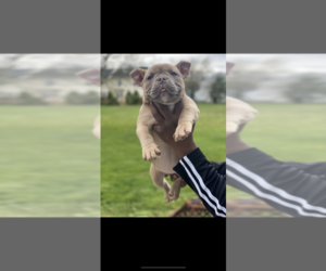 American Bully Puppy for sale in WILLIAMSTOWN, NJ, USA