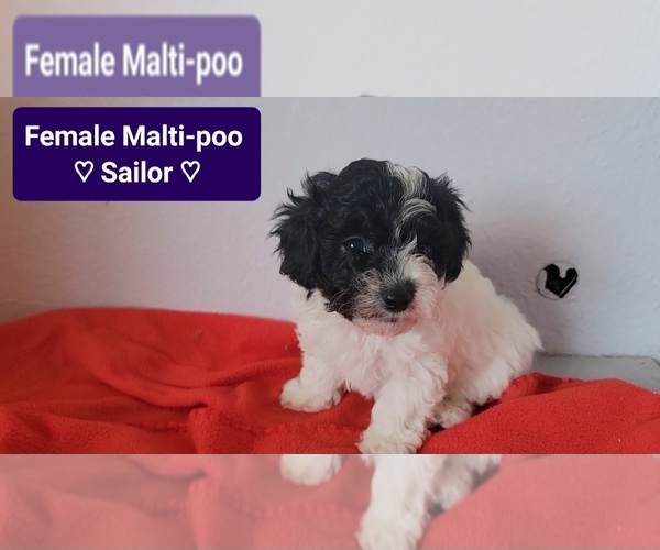 Medium Photo #2 Maltipoo (Toy) Puppy For Sale in TUCSON, AZ, USA
