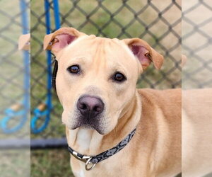 Labrador Retriever-Unknown Mix Dogs for adoption in Evansville, IN, USA