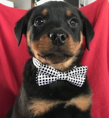 Rottweiler Puppy for sale in QUARRYVILLE, PA, USA