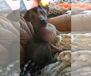 Bulldog-Xoloitzcuintli (Mexican Hairless) Mix Dogs for adoption in FORT WORTH, TX, USA