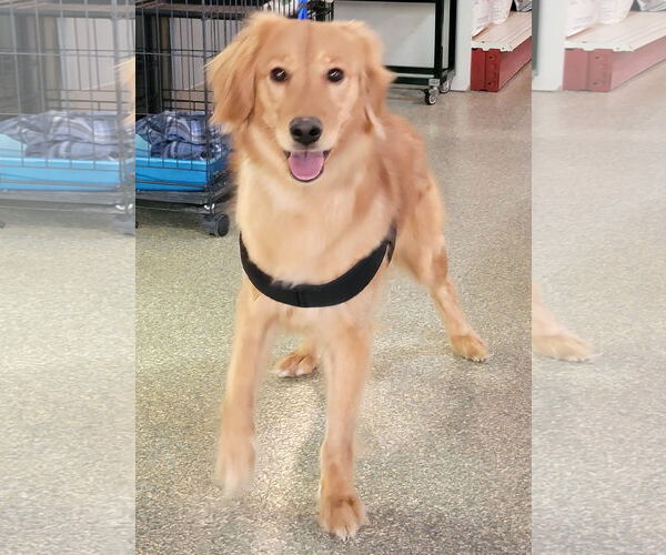 Medium Photo #3 Golden Retriever Puppy For Sale in Glendale , AZ, USA