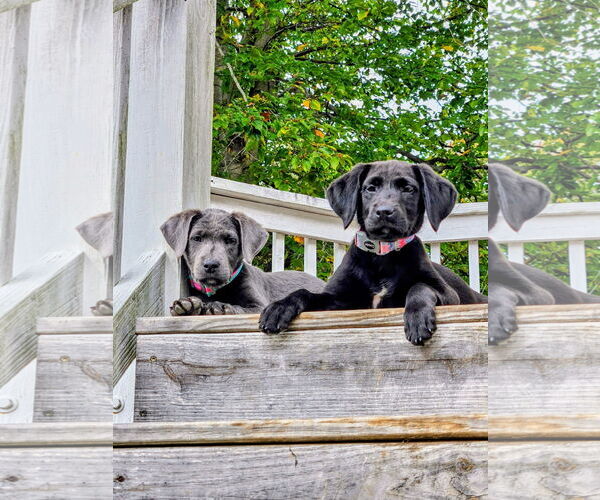 Medium Photo #3 Labrador Retriever-Unknown Mix Puppy For Sale in Forest, VA, USA