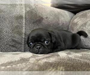 Pug Puppy for sale in SAINT PAUL, MN, USA