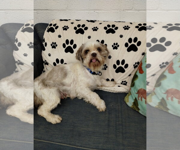 Medium Photo #1 Shih Tzu Puppy For Sale in York, SC, USA