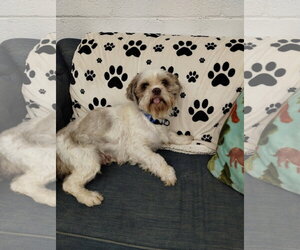 Shih Tzu Dogs for adoption in York, SC, USA