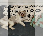 Small Shih Tzu