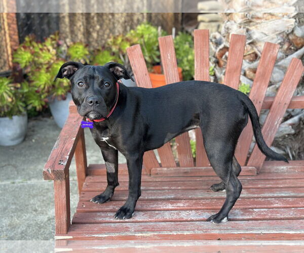 Medium Photo #6 American Pit Bull Terrier Puppy For Sale in Berkeley, CA, USA