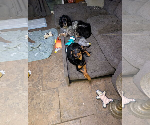 Medium Photo #11 Dachshund-Doberman Pinscher Mix Puppy For Sale in Sebec, ME, USA