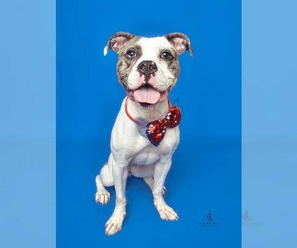 Medium Photo #2 Mutt Puppy For Sale in Forestville, MD, USA