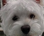 Small Photo #1 West Highland White Terrier Puppy For Sale in RADCLIFF, KY, USA