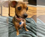Small #2 Chihuahua Mix