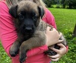 Small Malinois