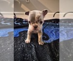 Frenchie - Male French Bulldog Puppy for Sale - Photo #2