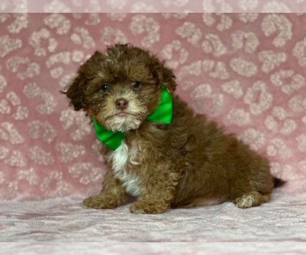 Medium Photo #2 ShihPoo Puppy For Sale in LANCASTER, PA, USA