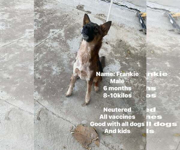 Medium Photo #3 Mutt Puppy For Sale in Crystal, MN, USA