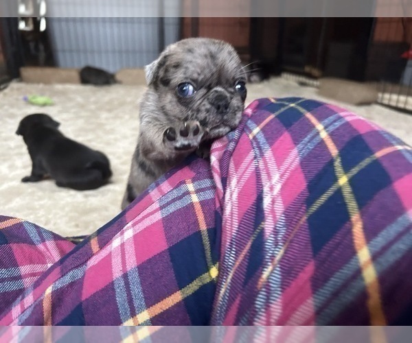Medium Photo #9 Pug Puppy For Sale in BLOOMINGTON, IL, USA