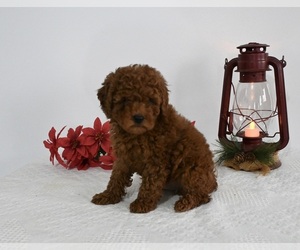 Poodle (Miniature) Puppy for sale in BECKS MILLS, OH, USA