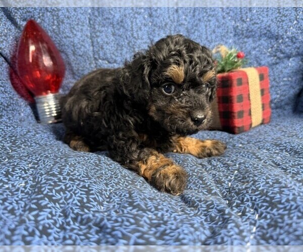 Medium Photo #19 Poodle (Toy) Puppy For Sale in PEMBROKE PINES, FL, USA