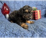 Small Photo #19 Poodle (Toy) Puppy For Sale in PEMBROKE PINES, FL, USA