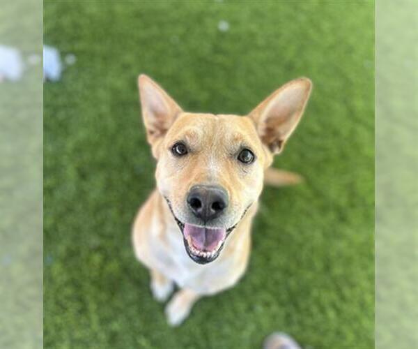 Medium Photo #2 Mutt Puppy For Sale in Chula Vista, CA, USA