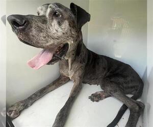 Great Dane Dogs for adoption in Houston, TX, USA