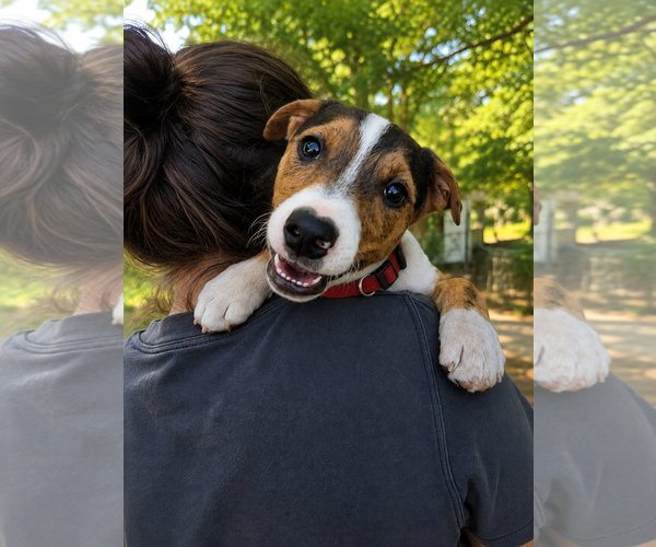 Medium Photo #3 Border Collie-Jack Russell Terrier Mix Puppy For Sale in Mt. Laurel, NJ, USA