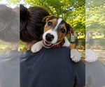 Small #2 Border Collie-Jack Russell Terrier Mix