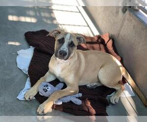 Mastiff-Unknown Mix Dogs for adoption in Pasadena, CA, USA