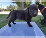 Small Photo #13 Labrador Retriever Puppy For Sale in MADERA, CA, USA