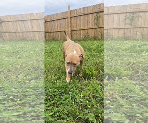 Bulldog-Labrador Retriever Mix Dogs for adoption in Jackson, MS, USA
