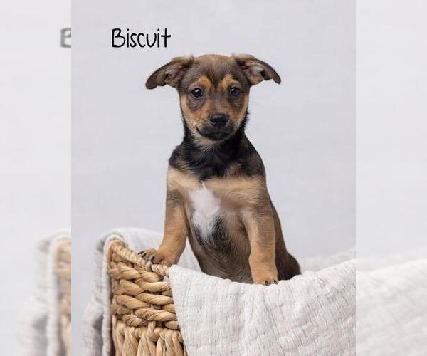 Medium Photo #2 Chiweenie Puppy For Sale in Los Angeles, CA, USA