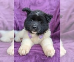 Small Photo #6 Akita Puppy For Sale in CHRISTIANA, PA, USA