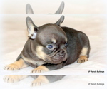 Small #7 French Bulldog