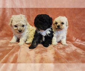 Poodle (Toy) Puppy for sale in WINSTON SALEM, NC, USA