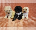 Small Photo #1 Poodle (Toy) Puppy For Sale in WINSTON SALEM, NC, USA