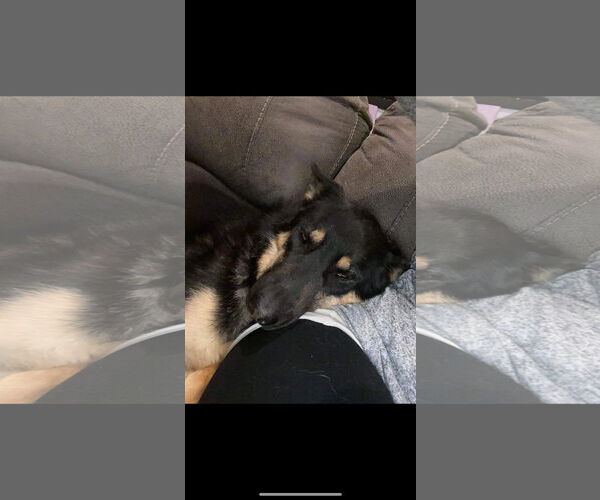 Medium Photo #3 German Shepherd Dog Puppy For Sale in Polson, MT, USA
