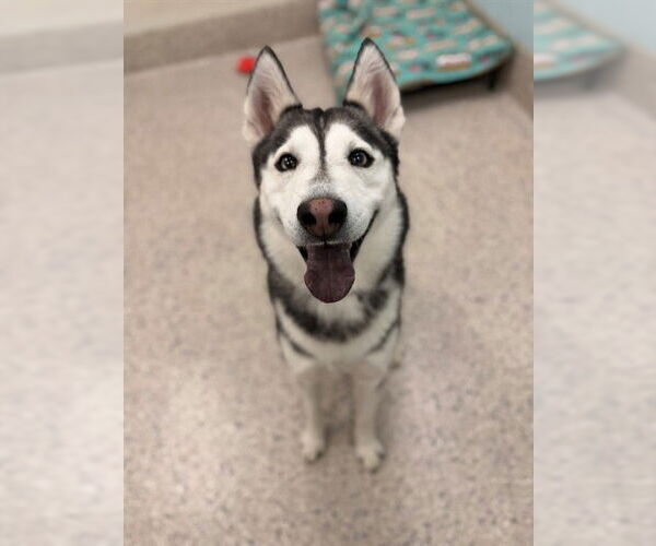 Medium Photo #1 Siberian Husky Puppy For Sale in Brighton, CO, USA