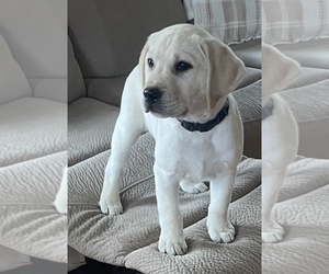Labrador Retriever Puppy for sale in Tekonsha, MI, USA