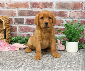 Labrador Retriever Puppy for sale in SYRACUSE, IN, USA