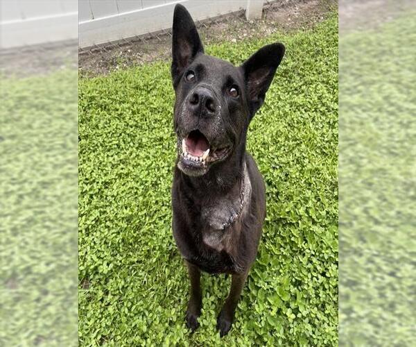 Medium Photo #1 Labrador Retriever-Unknown Mix Puppy For Sale in Palmetto, FL, USA