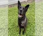 Small Labrador Retriever Mix