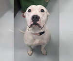Small #1 American Pit Bull Terrier