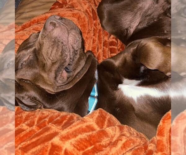 Medium Photo #2 American Pit Bull Terrier-Labrador Retriever Mix Puppy For Sale in Rockwall, TX, USA