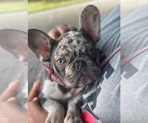 French Bulldog Puppy for sale in TAMPA, FL, USA